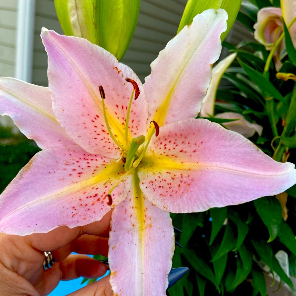 Meet your Posher, Kristina